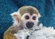 Squirrel Monkey Animals for sale in Westminster, CO, USA. price: NA