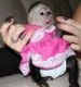 Squirrel Monkey Animals for sale in Roseville, CA, USA. price: NA