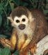Squirrel Monkey Animals for sale in Warsaw, MO 65355, USA. price: NA