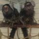 Squirrel Monkey Animals for sale in Dallas, TX, USA. price: $800