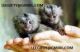 Squirrel Monkey Animals for sale in Pasadena, TX, USA. price: NA