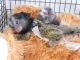 Squirrel Monkey Animals for sale in London, OH 43140, USA. price: NA