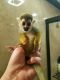 Squirrel Monkey Animals for sale in Houston, TX, USA. price: $5,000