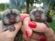Squirrel Monkey Animals for sale in San Diego, CA, USA. price: NA