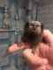 Squirrel Monkey Animals for sale in UT-175, South Jordan, UT 84095, USA. price: NA