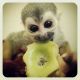 Squirrel Monkey Animals for sale in United States Post Office, 140 Harvard Ave N, Claremont, CA 91711, USA. price: $100