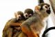 Squirrel Monkey Animals for sale in Mexico Rd, St Peters, MO, USA. price: $500