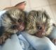 Squirrel Monkey Animals for sale in Tampa, FL, USA. price: $800
