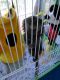 Squirrel Monkey Animals for sale in Pennsylvania Ave, Los Angeles, CA 90033, USA. price: $400