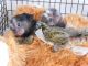 Squirrel Monkey Animals for sale in Maitland, FL, USA. price: NA