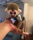 Squirrel Monkey Animals for sale in 24420 S Dixie Hwy, Princeton, FL 33032, USA. price: $800