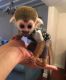 Squirrel Monkey Animals for sale in 69 W 9th St, New York, NY 10011, USA. price: NA