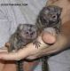 Squirrel Monkey Animals for sale in Virginia Beach, VA, USA. price: $800