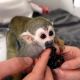 Squirrel Monkey Animals for sale in 24420 S Dixie Hwy, Princeton, FL 33032, USA. price: NA