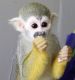 Squirrel Monkey Animals for sale in Metairie-Hammond Hwy, Metairie, LA, USA. price: NA