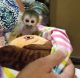 Squirrel Monkey Animals for sale in TX-121, Plano, TX, USA. price: NA