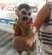 Squirrel Monkey Animals for sale in Black Ridge Rd SW, Burks Fork, VA, USA. price: $800