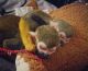 Squirrel Monkey Animals for sale in Del Rey Oaks, CA 93940, USA. price: NA