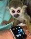 Squirrel Monkey Animals for sale in 2669 Main St, Weirton, WV 26062, USA. price: NA