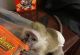 Squirrel Monkey Animals for sale in Ohio City, Cleveland, OH, USA. price: NA