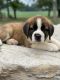 St. Bernard Puppies for sale in West Unity, OH 43570, USA. price: NA