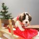 St. Bernard Puppies for sale in Greenville, NC, USA. price: NA