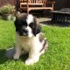 St. Bernard Puppies for sale in California, MD, USA. price: $1,200