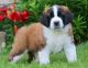 St. Bernard Puppies for sale in Lancaster, PA 17603, USA. price: NA