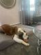 St. Bernard Puppies for sale in Toms River, NJ, USA. price: $1,500