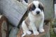 St. Bernard Puppies for sale in Midland Park, NJ 07432, USA. price: NA