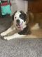 St. Bernard Puppies for sale in Toms River, NJ, USA. price: NA