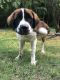 St. Bernard Puppies for sale in Union, SC 29379, USA. price: NA