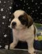 St. Bernard Puppies for sale in Bohemia, NY 11716, USA. price: NA
