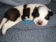 St. Bernard Puppies for sale in Plainfield, WI 54966, USA. price: NA