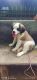 St. Bernard Puppies for sale in Chamrajpet, Bengaluru, Karnataka, India. price: 35000 INR