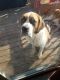 St. Bernard Puppies for sale in Becker, MN, USA. price: NA