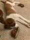 St. Bernard Puppies for sale in Canton, OH 44705, USA. price: NA