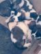 St. Bernard Puppies for sale in Pikeville, KY 41501, USA. price: NA