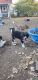 St. Bernard Puppies for sale in Spokane, WA, USA. price: $900