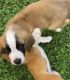 St. Bernard Puppies for sale in Cloverdale, VA, USA. price: $1,600