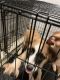 St. Bernard Puppies for sale in Lumberton, NC, USA. price: $200