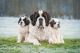 St. Bernard Puppies for sale in Indore, Madhya Pradesh, India. price: 14999 INR