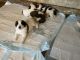 St. Bernard Puppies for sale in Auburn, KY 42206, USA. price: NA
