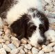 St. Bernard Puppies for sale in 186 Parkview Heights Rd, Ephrata, PA 17522, USA. price: NA