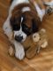 St. Bernard Puppies for sale in Glenwood, MN 56334, USA. price: $2,000