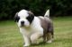 St. Bernard Puppies for sale in Ashburn, VA, USA. price: $750