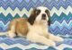 St. Bernard Puppies for sale in Miami, FL, USA. price: $500