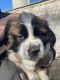 St. Bernard Puppies for sale in Little Falls, MN 56345, USA. price: $800