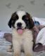 St. Bernard Puppies for sale in Brookline, MA, USA. price: $650