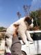 St. Bernard Puppies for sale in Gwalior, Madhya Pradesh, India. price: 20000 INR
